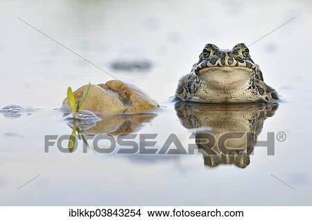 "Green Toad (Bufo viridis complex) in an abandoned gravel pit, Saxony-Anhalt, Germany, Europe" View Large Photo Image Picture - "Green Toad (Bufo viridis complex) in an abandoned gravel pit, Saxony-Anhalt, Germany, Europe". Fotosearch