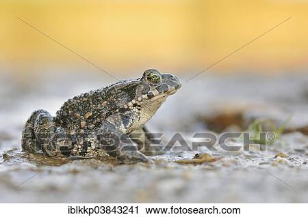"Green Toad (Bufo viridis complex) in an abandoned gravel pit, Saxony-Anhalt, Germany, Europe" View Large Photo Image Stock Image - "Green Toad (Bufo viridis complex) in an abandoned gravel pit, Saxony-Anhalt, Germany, Europe". Fotosearch