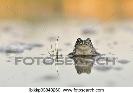 Stock Image - "Green Toad (Bufo viridis complex) in an abandoned gravel pit, Saxony-Anhalt, Germany, Europe". Fotosearch