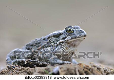 "Green Toad (Bufo viridis complex), in a gravel pit near Leipzig, Germany, Europe" View Large Photo Image Stock Photo - "Green Toad (Bufo viridis complex), in a gravel pit near Leipzig, Germany, Europe". Fotosearch