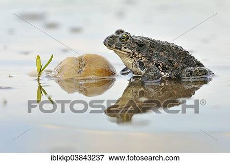 "Green Toad (Bufo viridis complex) in an abandoned gravel pit, Saxony-Anhalt, Germany, Europe" View Large Photo Image Stock Photo - "Green Toad (Bufo viridis complex) in an abandoned gravel pit, Saxony-Anhalt, Germany, Europe". Fotosearch