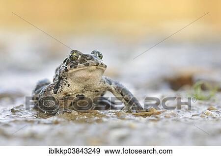 Stock Photo - "Green Toad (Bufo viridis complex) in an abandoned gravel pit, Saxony-Anhalt, Germany, Europe". Fotosearch