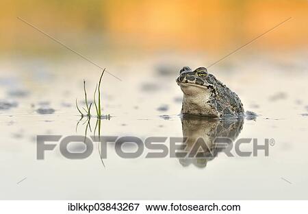 "Green Toad (Bufo viridis complex) in an abandoned gravel pit, Saxony-Anhalt, Germany, Europe" View Large Photo Image Stock Photo - "Green Toad (Bufo viridis complex) in an abandoned gravel pit, Saxony-Anhalt, Germany, Europe". Fotosearch