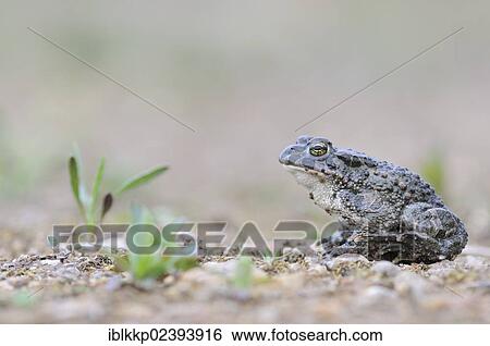 "Green Toad (Bufo viridis complex), in a gravel pit near Leipzig, Germany, Europe" View Large Photo Image Stock Photograph - "Green Toad (Bufo viridis complex), in a gravel pit near Leipzig, Germany, Europe". Fotosearch