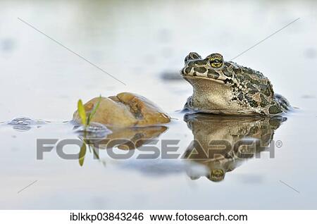 Stock Photograph - "Green Toad (Bufo viridis complex) in an abandoned gravel pit, Saxony-Anhalt, Germany, Europe". Fotosearch