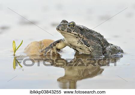 Stock Photography - "Green Toad (Bufo viridis complex) in an abandoned gravel pit, Saxony-Anhalt, Germany, Europe". Fotosearch