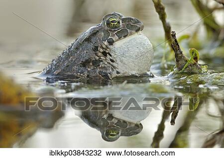 Stock Image - "Green Toad (Bufo viridis complex) with a full vocal sac while calling in an abandoned gravel pit, Saxony-Anhalt, Germany, Europe". Fotosearch