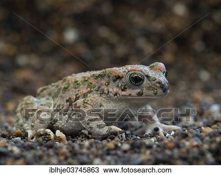 Stock Image - "Green Toad (Bufo viridis), Lesbos, North Aegean, Greece, Europe". Fotosearch
