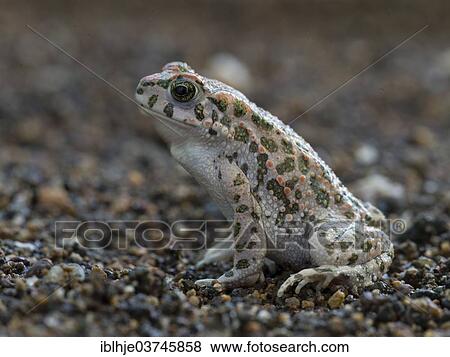 "Green Toad (Bufo viridis), Lesbos, North Aegean, Greece, Europe" View Large Photo Image Stock Photo - "Green Toad (Bufo viridis), Lesbos, North Aegean, Greece, Europe". Fotosearch