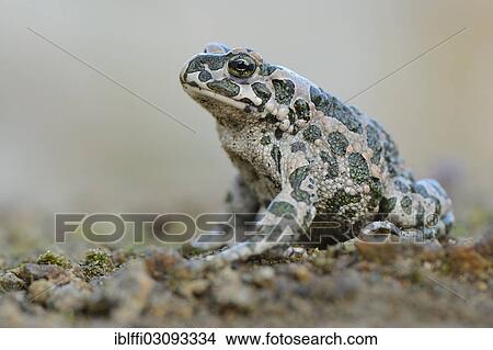 "Green toad (Bufo viridis), Steinbruch, Bornholm, Denmark, Europe" View Large Photo Image Picture - "Green toad (Bufo viridis), Steinbruch, Bornholm, Denmark, Europe". Fotosearch