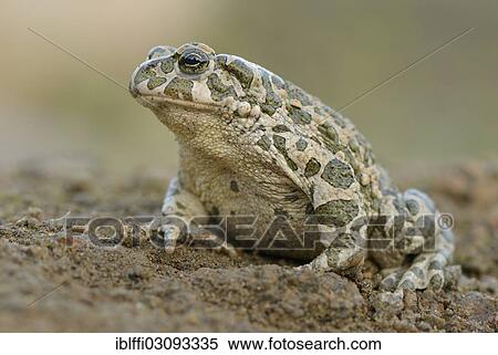 "Green toad (Bufo viridis), Steinbruch, Bornholm, Denmark, Europe" View Large Photo Image Stock Photography - "Green toad (Bufo viridis), Steinbruch, Bornholm, Denmark, Europe". Fotosearch