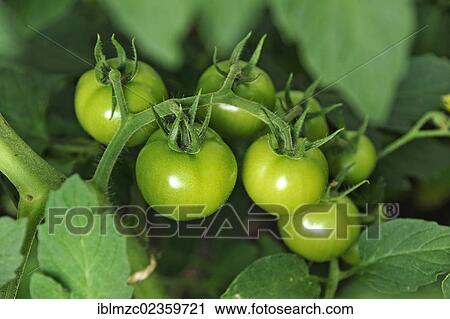 "Green tomatoes (Solanum lycopersicum) on a tomato vine, Eckental, Middle Franconia, Bavaria, Germany, Europe" View Large Photo Image Stock Image - "Green tomatoes (Solanum lycopersicum) on a tomato vine, Eckental, Middle Franconia, Bavaria, Germany, Europe". Fotosearch
