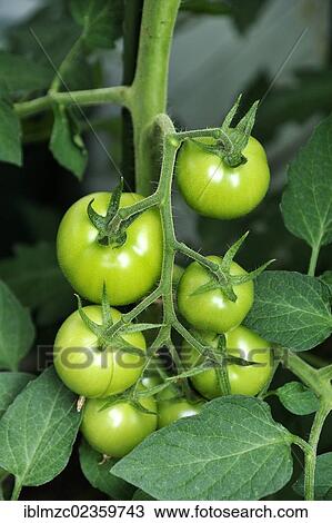 Stock Image - "Green tomatoes (Solanum lycopersicum) on a tomato vine, Eckental, Middle Franconia, Bavaria, Germany, Europe". Fotosearch