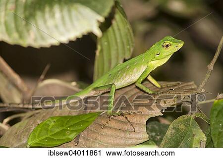 Stock Image - "Green Tree Lizard (Bronchocela cristatella), Kinabatangan, Sabah, Borneo, Malaysia, Asia". Fotosearch