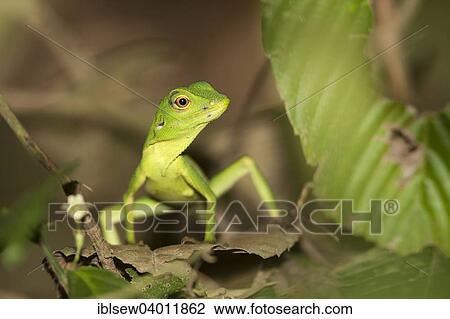 "Green Tree Lizard (Bronchocoela cristatella), Kinabatangan, Sabah, Borneo, Malaysia, Asia" View Large Photo Image Stock Image - "Green Tree Lizard (Bronchocoela cristatella), Kinabatangan, Sabah, Borneo, Malaysia, Asia". Fotosearch