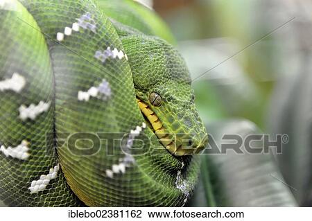 "Green Tree Python (Chondropython viridis), native to New Guinea and northern Australia, Terrazoo, North Rhine-Westphalia, Germany, Europe" View Large Photo Image Stock Image - "Green Tree Python (Chondropython viridis), native to New Guinea and northern Australia, Terrazoo, North Rhine-Westphalia, Germany, Europe". Fotosearch