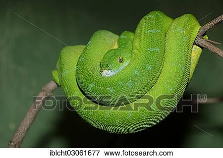 "Green Tree Python (Chondropython viridis, Morelia viridis), native to New Guinea, captive, Bergkamen, North Rhine-Westphalia, Germany, Europe" View Large Photo Image Stock Photo - "Green Tree Python (Chondropython viridis, Morelia viridis), native to New Guinea, captive, Bergkamen, North Rhine-Westphalia, Germany, Europe". Fotosearch