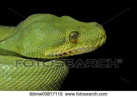 "Green Tree Python (Chondropython viridis), New Guinea" View Large Photo Image Stock Photography - "Green Tree Python (Chondropython viridis), New Guinea". Fotosearch