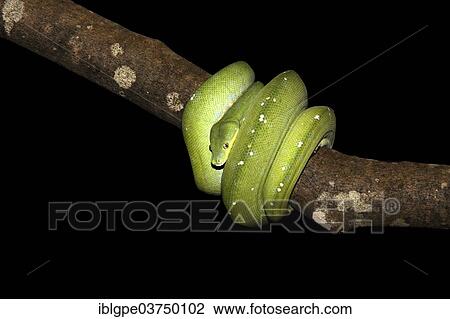 Green Tree Python (Morelia viridis) View Large Photo Image Stock Image - Green Tree Python (Morelia viridis). Fotosearch