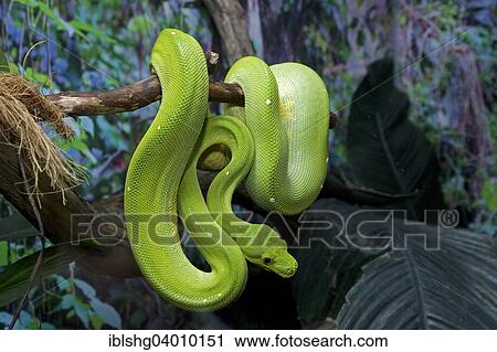 "Green Tree Python (Morelia viridis), Noctalis bat station, Bad Segeberg, Schleswig-Holstein" View Large Photo Image Stock Image - "Green Tree Python (Morelia viridis), Noctalis bat station, Bad Segeberg, Schleswig-Holstein". Fotosearch