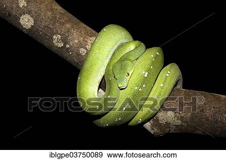Stock Photo - Green Tree Python (Morelia viridis). Fotosearch