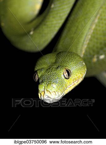 Green Tree Python (Morelia viridis) View Large Photo Image Stock Photograph - Green Tree Python (Morelia viridis). Fotosearch