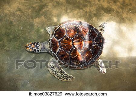 "Green Turtle (Chelonia mydas) at a breeding station for sea turtles near Kosgoda, Hegalla Piyagama Region, Southern Province, Sri Lanka, Asia" View Large Photo Image Stock Photo - "Green Turtle (Chelonia mydas) at a breeding station for sea turtles near Kosgoda, Hegalla Piyagama Region, Southern Province, Sri Lanka, Asia". Fotosearch
