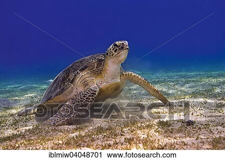 Stock Image - "Green Turtle or Green Sea Turtle (Chelonia mydas), Red Sea, Egypt, Africa". Fotosearch
