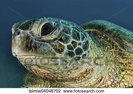 Stock Image - "Green Turtle or Green Sea Turtle (Chelonia mydas), Red Sea, Egypt, Africa". Fotosearch
