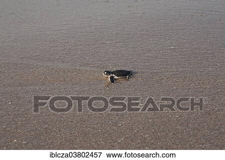 "Green Turtle or Green Sea Turtle (Chelonia mydas), Oman, Asia" View Large Photo Image Stock Photo - "Green Turtle or Green Sea Turtle (Chelonia mydas), Oman, Asia". Fotosearch