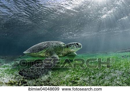 "Green Turtle or Green Sea Turtle (Chelonia mydas), Indian Ocean, Mayotte, Africa" View Large Photo Image Stock Photo - "Green Turtle or Green Sea Turtle (Chelonia mydas), Indian Ocean, Mayotte, Africa". Fotosearch