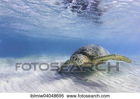 "Green Turtle or Green Sea Turtle (Chelonia mydas), Indian Ocean, Mayotte, Africa" View Large Photo Image Stock Photography - "Green Turtle or Green Sea Turtle (Chelonia mydas), Indian Ocean, Mayotte, Africa". Fotosearch