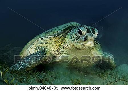 Stock Photography - "Green Turtle or Green Sea Turtle (Chelonia mydas), Red Sea, Egypt, Africa". Fotosearch