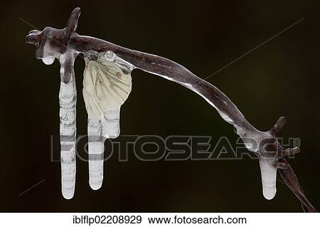 "Green-veined White Butterfly (Pieris napi), adult, frozen in icicles on barbed wire, Sheffield, South Yorkshire, England, United Kingdom, Europe" View Large Photo Image Stock Photo - "Green-veined White Butterfly (Pieris napi), adult, frozen in icicles on barbed wire, Sheffield, South Yorkshire, England, United Kingdom, Europe". Fotosearch
