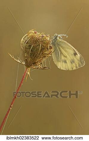 "Green-veined White (Pieris napi), Bad Hersfeld, Hesse, Germany, Europe" View Large Photo Image Stock Image - "Green-veined White (Pieris napi), Bad Hersfeld, Hesse, Germany, Europe". Fotosearch