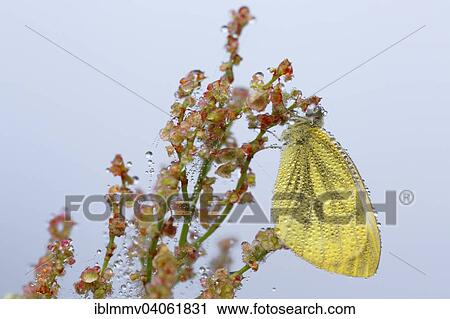 "Green veined White (Pieris napi) on Common Sorrel (Rumex acetosa), Middle Elbe Biosphere Reserve, Saxony-Anhalt, Germany, Europe" View Large Photo Image Stock Image - "Green veined White (Pieris napi) on Common Sorrel (Rumex acetosa), Middle Elbe Biosphere Reserve, Saxony-Anhalt, Germany, Europe". Fotosearch