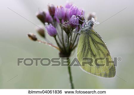 "Green veined White (Pieris napi) on flowering rush (Butomus umbellatus), Middle Elbe Biosphere Reserve, Saxony-Anhalt, Germany, Europe" View Large Photo Image Stock Photograph - "Green veined White (Pieris napi) on flowering rush (Butomus umbellatus), Middle Elbe Biosphere Reserve, Saxony-Anhalt, Germany, Europe". Fotosearch