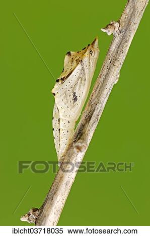 "Green-veined White (Pieris napi), pupa, North Rhine-Westphalia, Germany, Europe" View Large Photo Image Stock Photography - "Green-veined White (Pieris napi), pupa, North Rhine-Westphalia, Germany, Europe". Fotosearch