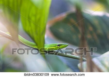 "Green Vine Snake or Flatbread Snake (Oxybelis fulgidus), Puntarenas province, Costa Rica, North America" View Large Photo Image Stock Photo - "Green Vine Snake or Flatbread Snake (Oxybelis fulgidus), Puntarenas province, Costa Rica, North America". Fotosearch