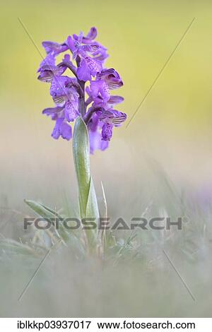 "Green-winged Meadow Orchid or Green-winged Orchid (Orchis morio) growing on a dry slope, Thuringia, Germany, Europe" View Large Photo Image Stock Photo - "Green-winged Meadow Orchid or Green-winged Orchid (Orchis morio) growing on a dry slope, Thuringia, Germany, Europe". Fotosearch
