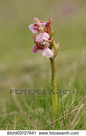 Stock Image - "Green-winged Orchid or Green-veined Orchid (Orchis morio, Anacamptis morio), Provence, Region Provence-Alpes-Cote dâ€™Azur, France, Europe". Fotosearch