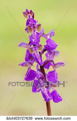 "Green-winged Orchid or Green-veined Orchid (Orchis morio, Anacamptis morio), Provence, Region Provence-Alpes-Cote d’Azur, France, Europe" View Large Photo Image Stock Photo - "Green-winged Orchid or Green-veined Orchid (Orchis morio, Anacamptis morio), Provence, Region Provence-Alpes-Cote d’Azur, France, Europe". Fotosearch