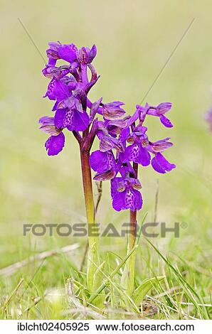 "Green-winged Orchid or Green-veined Orchid (Orchis morio, Anacamptis morio), Provence, Southern France, France, Europe" View Large Photo Image Stock Photography - "Green-winged Orchid or Green-veined Orchid (Orchis morio, Anacamptis morio), Provence, Southern France, France, Europe". Fotosearch