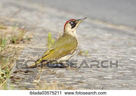 "Green Woodpecker (Picus viridis), female foraging on the roadside, Altenseelbach, Neunkirchen, North Rhine-Westphalia, Germany, Europe" View Large Photo Image Stock Image - "Green Woodpecker (Picus viridis), female foraging on the roadside, Altenseelbach, Neunkirchen, North Rhine-Westphalia, Germany, Europe". Fotosearch