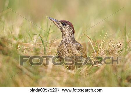 "Green Woodpecker (Picus viridis), juvenile sitting in grass, Altenseelbach, Neunkirchen, North Rhine-Westphalia, Germany, Europe" View Large Photo Image Stock Photo - "Green Woodpecker (Picus viridis), juvenile sitting in grass, Altenseelbach, Neunkirchen, North Rhine-Westphalia, Germany, Europe". Fotosearch