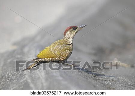 "Green Woodpecker (Picus viridis), juvenile on the roadside, Altenseelbach, Neunkirchen, North Rhine-Westphalia, Germany, Europe" View Large Photo Image Stock Photo - "Green Woodpecker (Picus viridis), juvenile on the roadside, Altenseelbach, Neunkirchen, North Rhine-Westphalia, Germany, Europe". Fotosearch