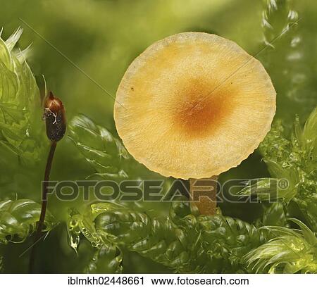 "Green-yellow Fungi (Chrysomphalina grossula), Bad Hersfeld, Hesse, Germany, Europe" View Large Photo Image Stock Image - "Green-yellow Fungi (Chrysomphalina grossula), Bad Hersfeld, Hesse, Germany, Europe". Fotosearch