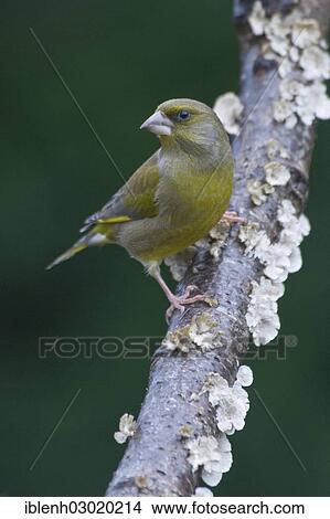 "Greenfinch (Carduelis chloris), Haren, Emsland, Lower Saxony, Germany, Europe" View Large Photo Image Picture - "Greenfinch (Carduelis chloris), Haren, Emsland, Lower Saxony, Germany, Europe". Fotosearch
