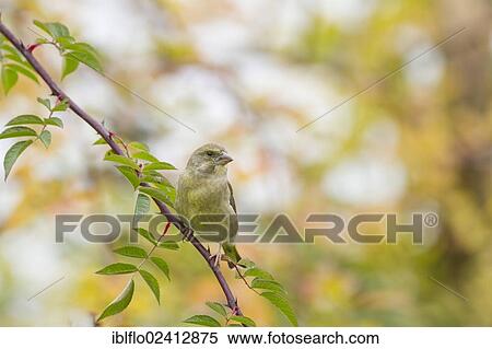 Greenfinch (Carduelis chloris), Limburg an der Lahn, Hesse, Germany, Europe View Large Photo Image Stock Photography - Greenfinch (Carduelis chloris), Limburg an der Lahn, Hesse, Germany, Europe. Fotosearch