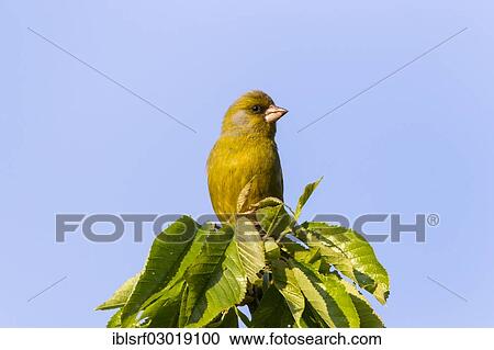 "Greenfinch (Carduelis chloris), male, Fuldabruck, Fuldabruck, Hesse, Germany, Europe" View Large Photo Image Stock Image - "Greenfinch (Carduelis chloris), male, Fuldabruck, Fuldabruck, Hesse, Germany, Europe". Fotosearch